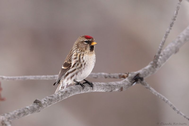 Sizerin flammé / Common Redpoll