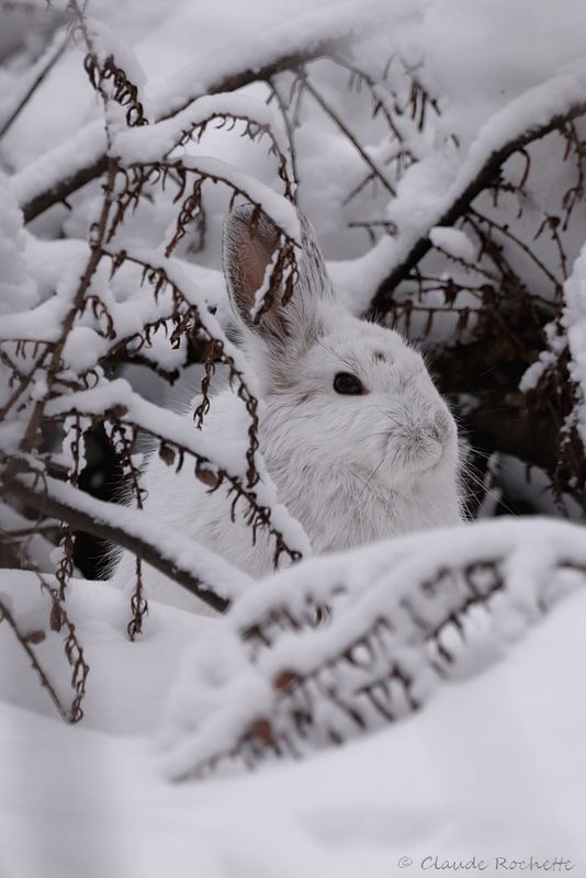 Lièvre d'Amérique / Snowshoe Hare
