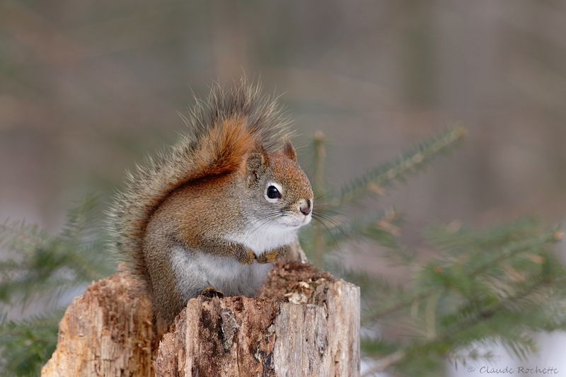 Écureuil roux /  Red Squirell