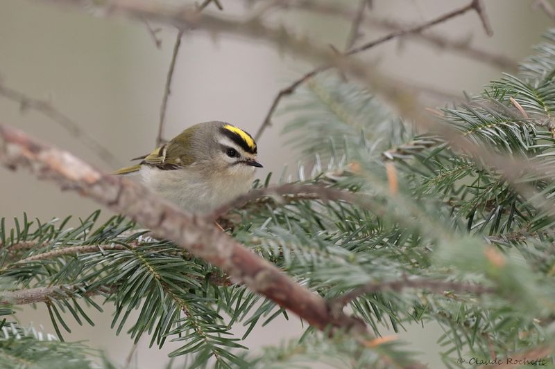 Roitelet à couronne dorée / Golden-crowned Kinglet