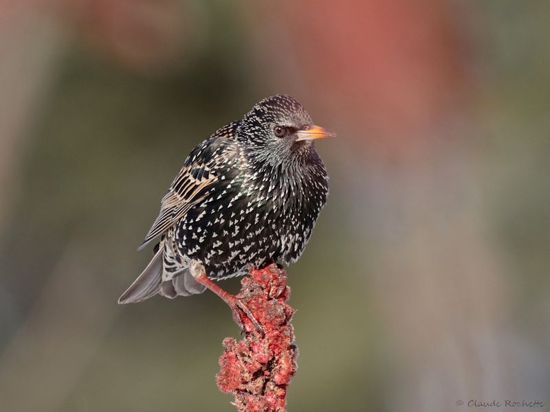 Étourneau sansonnet / European Starling