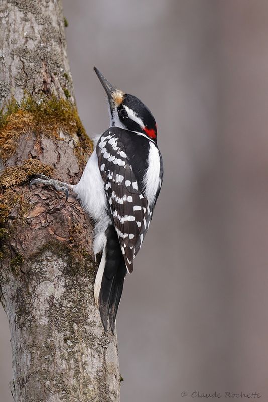 Pic chevelu / Hairy Woodpecker