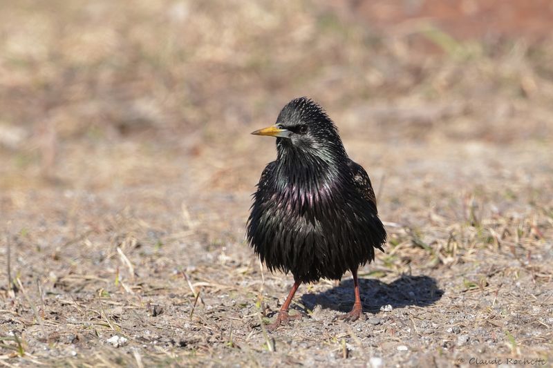 Étourneau sansonnet / European Starling