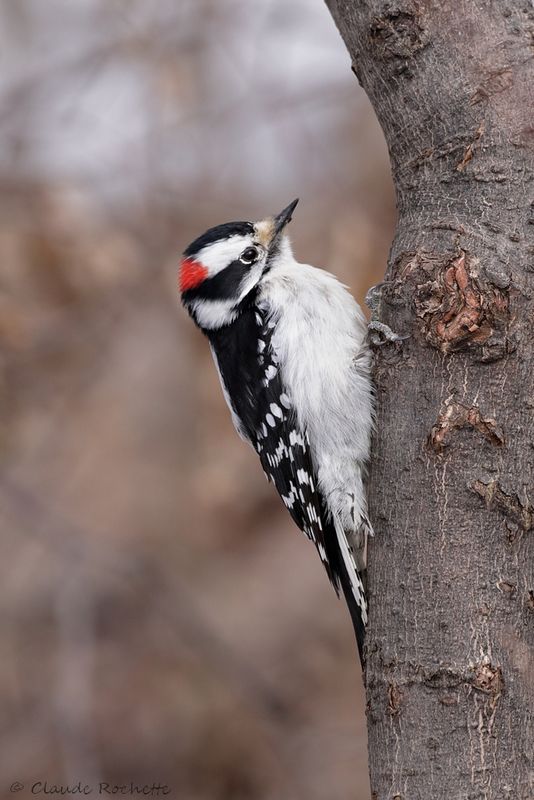 Pic mineur / Downy Woodpecker