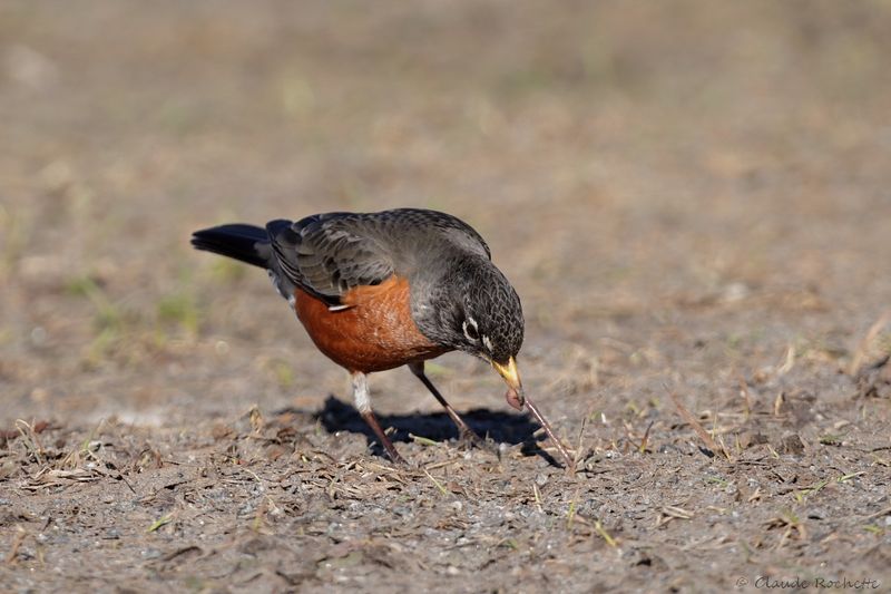 Merle d'Amérique / American Robin