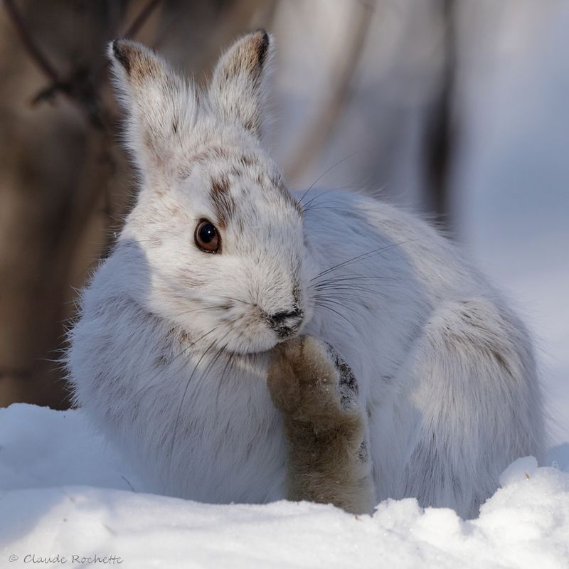 Lièvre d'Amérique / Snowshoe Hare