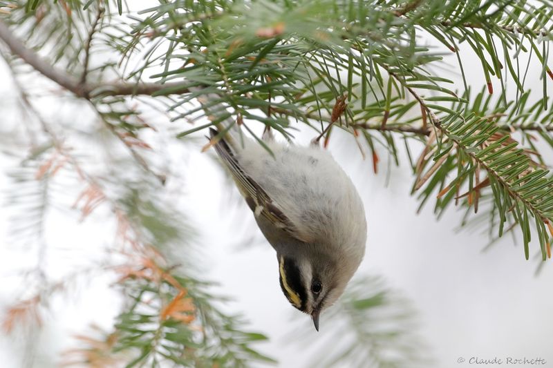 Roitelet à couronne dorée / Golden-crowned Kinglet