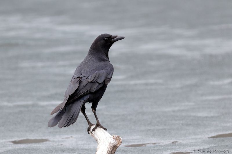 Corneille d'Amérique / American Crow