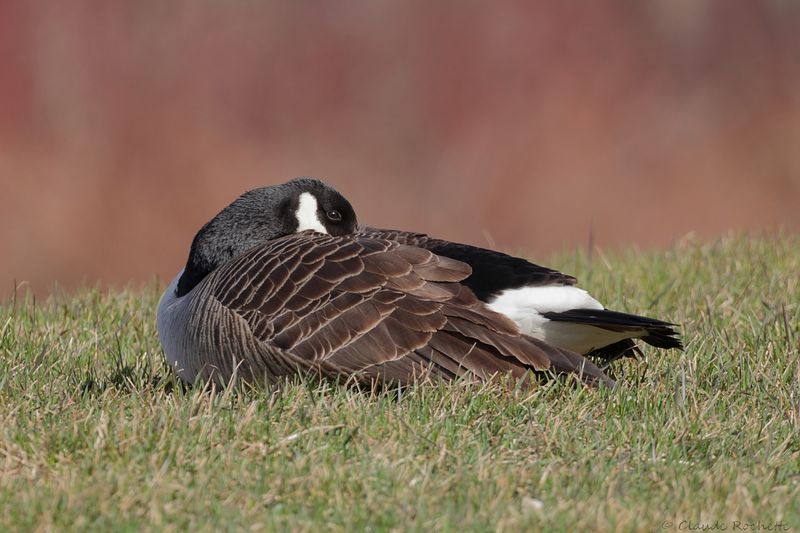 Bernache du Canada / Canada Goose