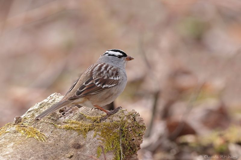 Bruant à couronne blanche / White-crowned Sparrow