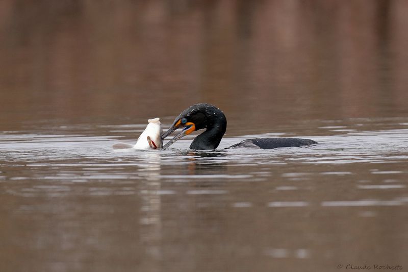 Cormoran à aigrette / Double-crested Cormorant