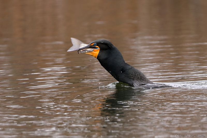 Cormoran à aigrette / Double-crested Cormorant