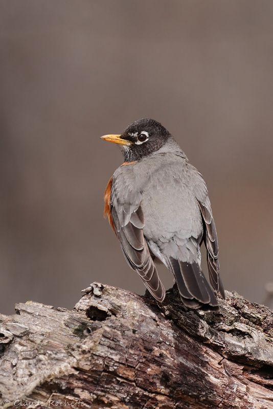 Merle d'Amérique / American Robin