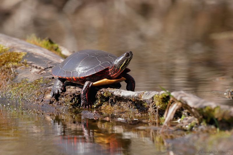 Tortue peinte / Painted turtle