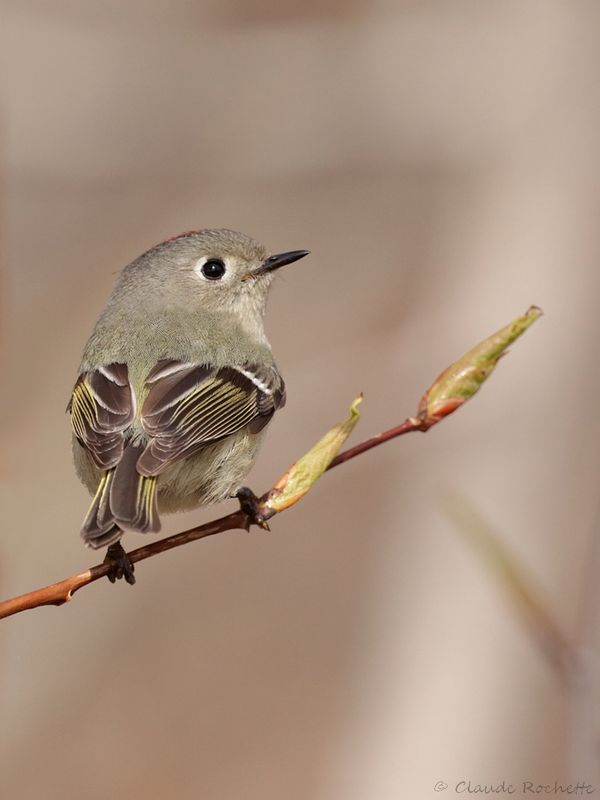 Roitelet à couronne rubis / Ruby-crowned Kinglet