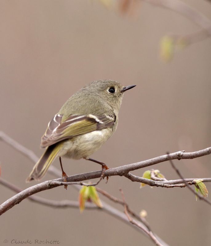 Roitelet à couronne rubis / Ruby-crowned Kinglet