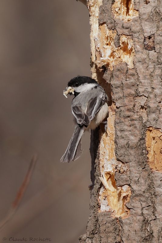 Mésange à tête noire / Black-capped Chickadee
