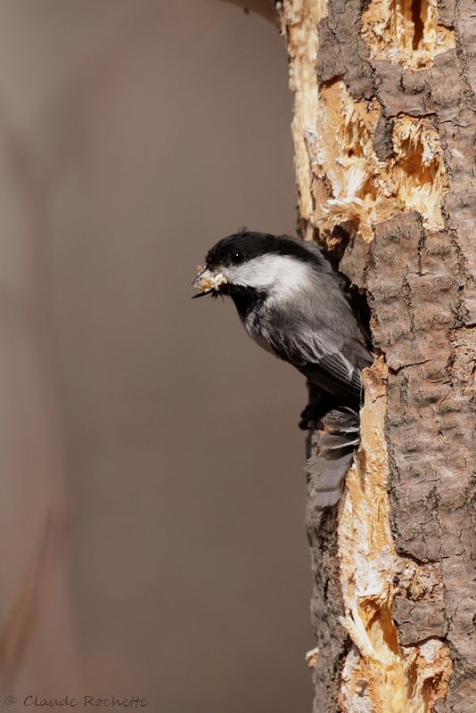 Mésange à tête noire / Black-capped Chickadee