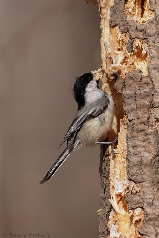Mésange à tête noire / Black-capped Chickadee