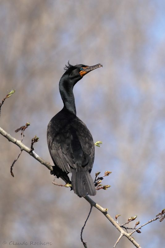 Cormoran à aigrette / Double-crested Cormorant