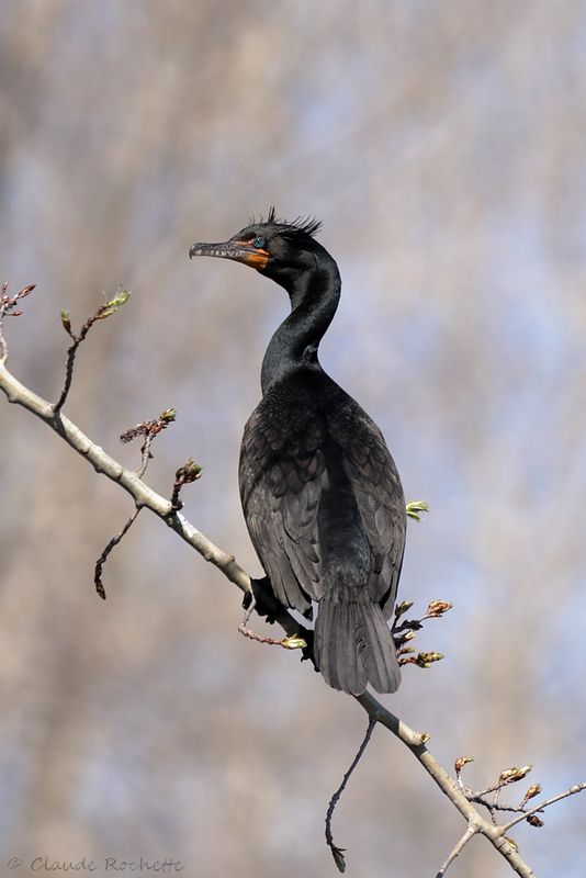 Cormoran à aigrette / Double-crested Cormorant