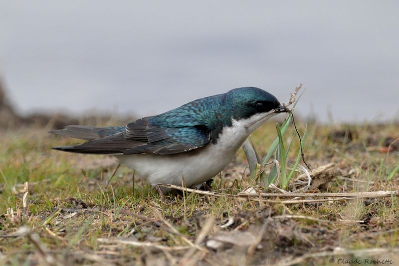 Hirondelle bicolore / Tree Swallow