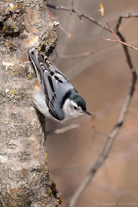 Sittelle à poitrine blanche / White-breasted Nuthatch