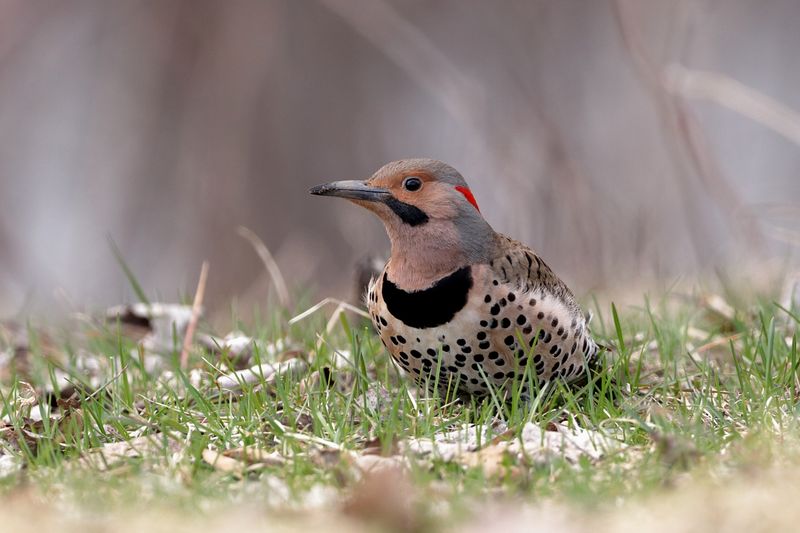 Pic flamboyant / Northern Flicker