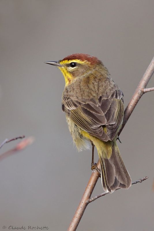 Paruline à couronne rousse / Palm Warbler