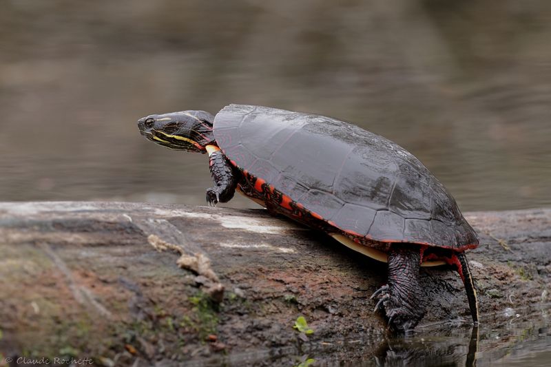 Tortue peinte / Painted turtle