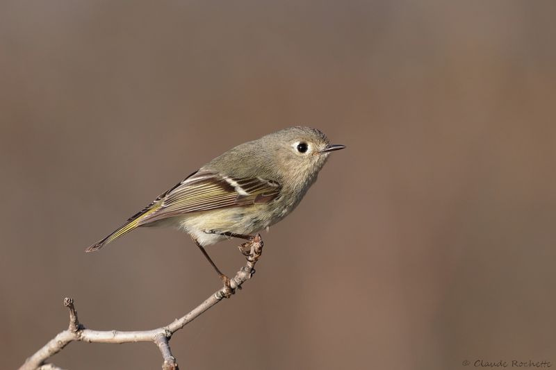 Roitelet à couronne rubis / Ruby-crowned Kinglet