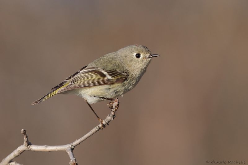 Roitelet à couronne rubis / Ruby-crowned Kinglet