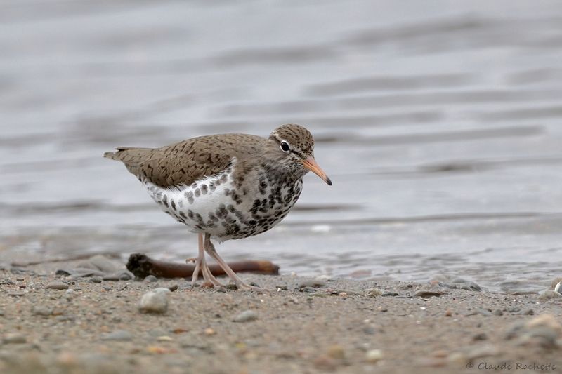 Chevalier grivelé / Spotted Sandpiper