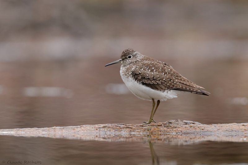 Chevalier solitaire / Solitary Sandpiper