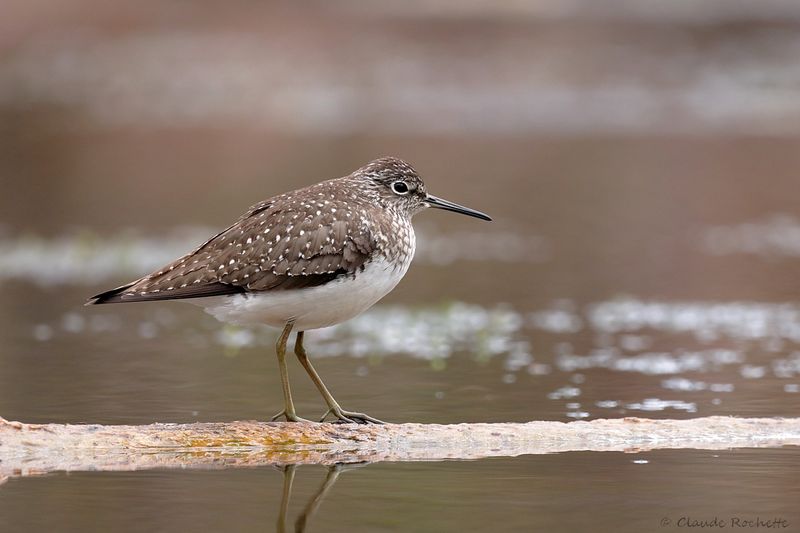 Chevalier solitaire / Solitary Sandpiper