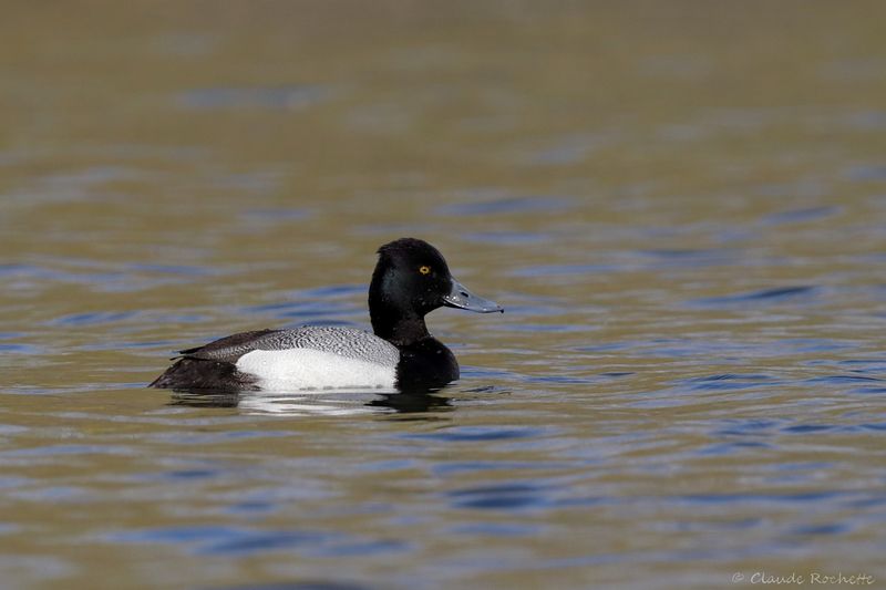 Petit fuligule / Lesser Scaup
