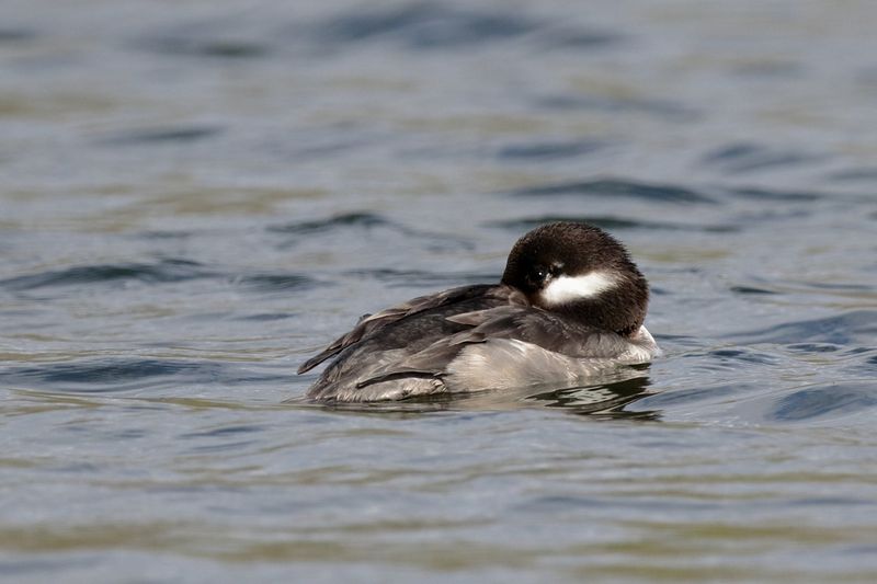 Petit garrot / Bufflehead