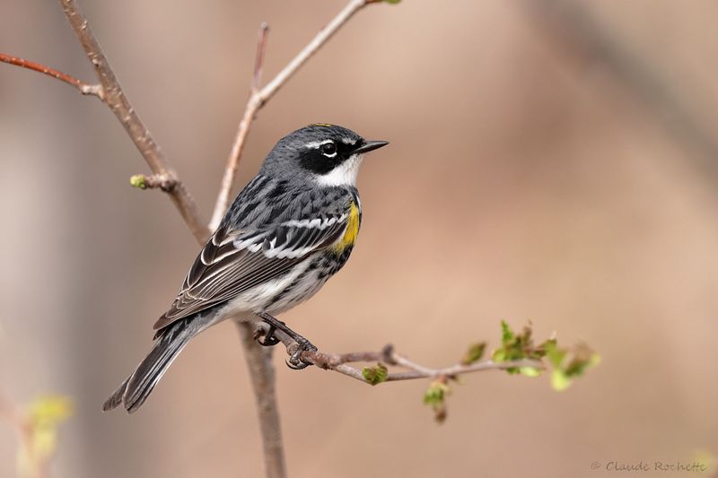 Paruline à croupion jaune / Yellow-rumped Warbler