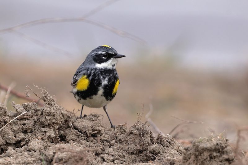 Paruline à croupion jaune / Yellow-rumped Warbler