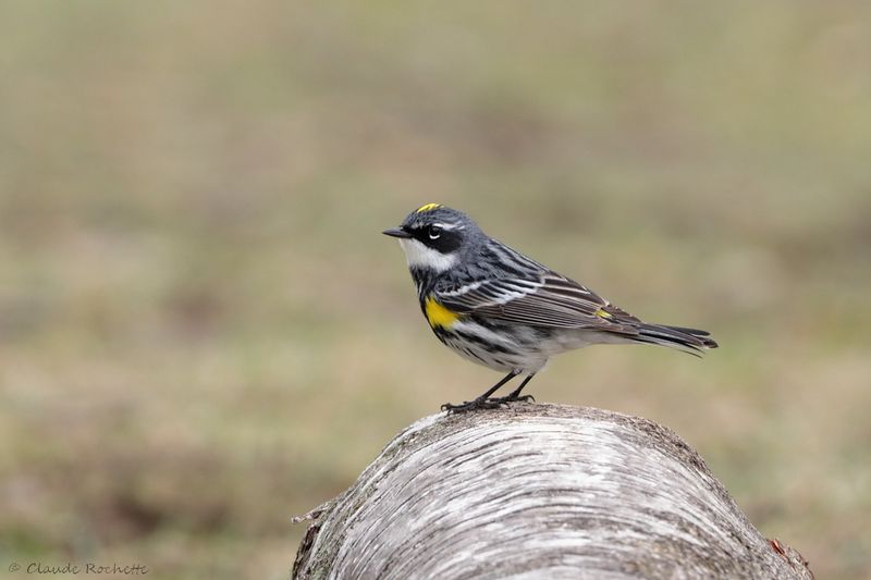 Paruline à croupion jaune / Yellow-rumped Warbler