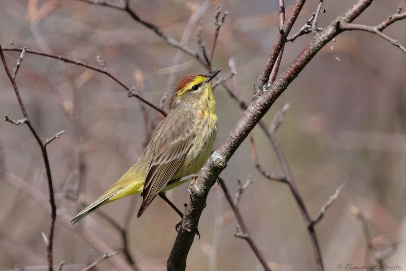 Paruline à couronne rousse / Palm Warbler