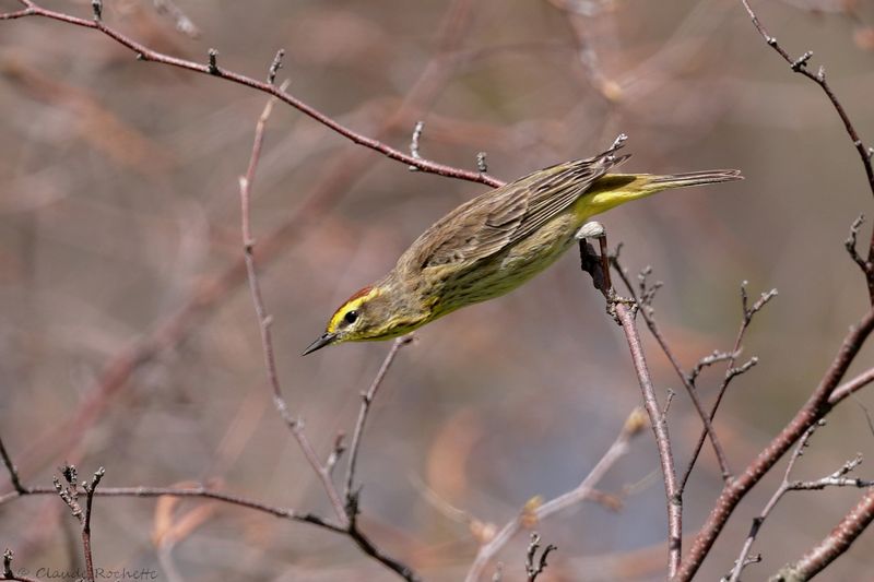 Paruline à couronne rousse / Palm Warbler
