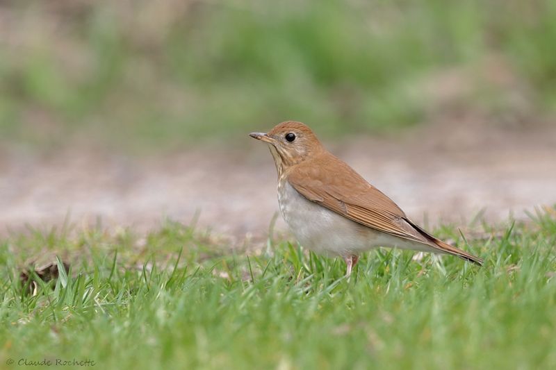 Grive fauve / Veery