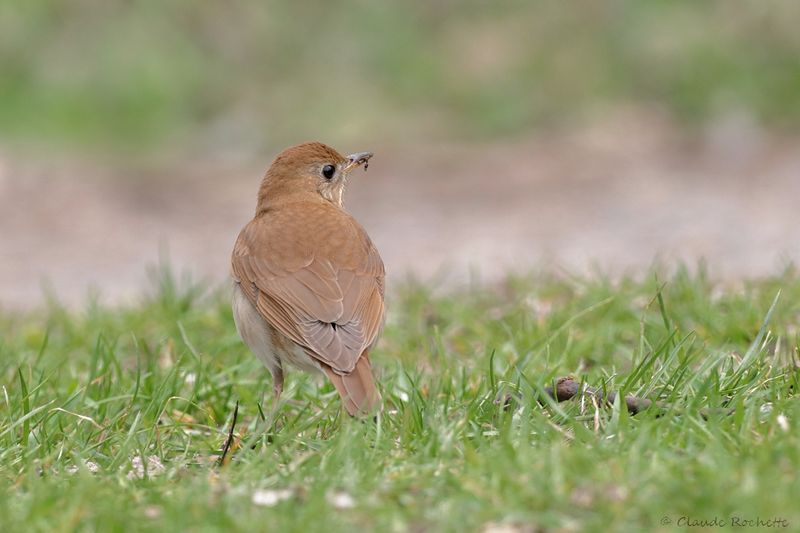 Grive fauve / Veery