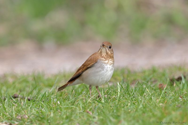 Grive fauve / Veery