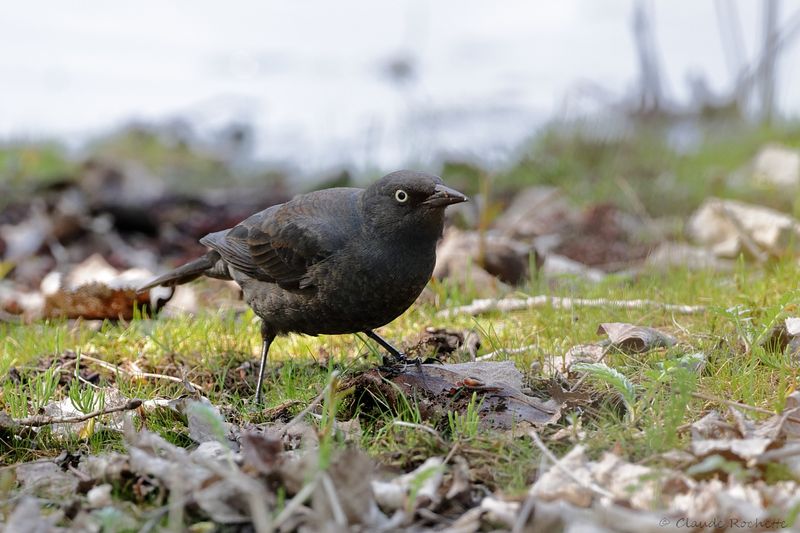 Quiscale rouilleux / Rusty Blackbird