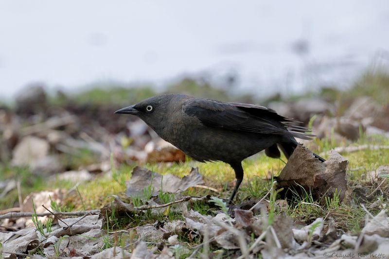 Quiscale rouilleux / Rusty Blackbird