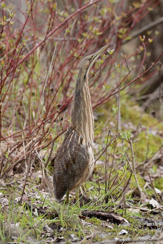Butor d'Amérique / American Bittern
