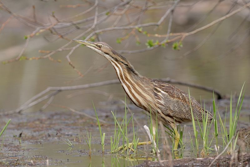 Butor d'Amérique / American Bittern