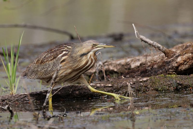Butor d'Amérique / American Bittern